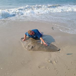 Butterfly Ray, Surf Cape May